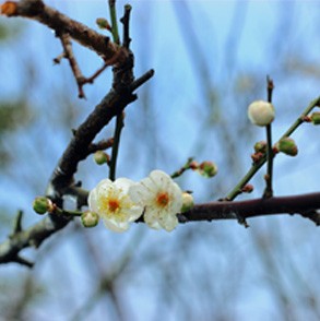 The flowers